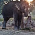 Chitwa NP