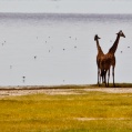 Lake Manyara