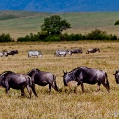 Ngorongoro