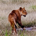 Lake Manyara