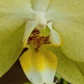 Orchidej 8