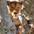 Ngorongoro