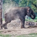 Chitwa NP