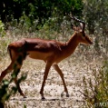 Lake Manyara