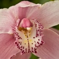 Orchidej 13