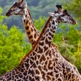 Lake Manyara