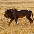 Ngorongoro