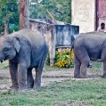 Chitwa NP