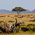 Serengeti