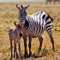 Ngorongoro