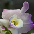 Orchidej 15